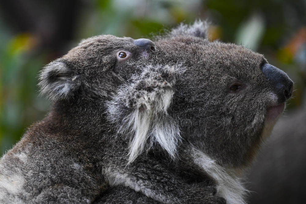 ACT endangered koalas