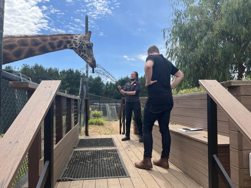 Two people are seen filming a giraffe at Canberra's National Zoo and Aquarium