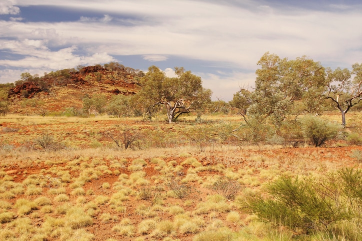 sparse trees in the Australian outback