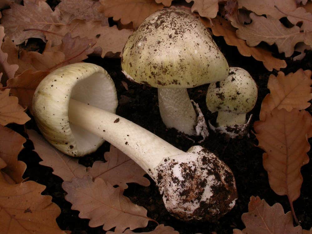 Canberra death cap mushroom