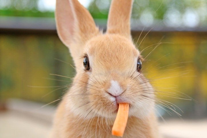 Close up of cute baby rabbit eating carrot