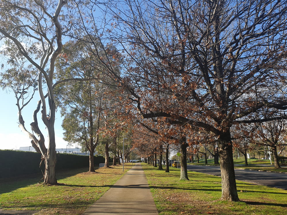 A tree-lined street in Parkes. File photo.