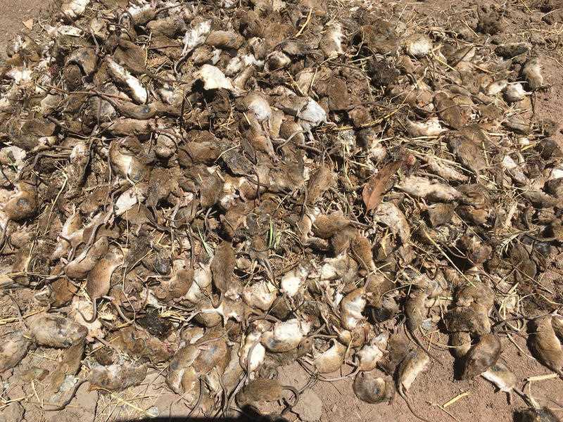 hundreds of dead mice at a property in Gilgandra, NSW