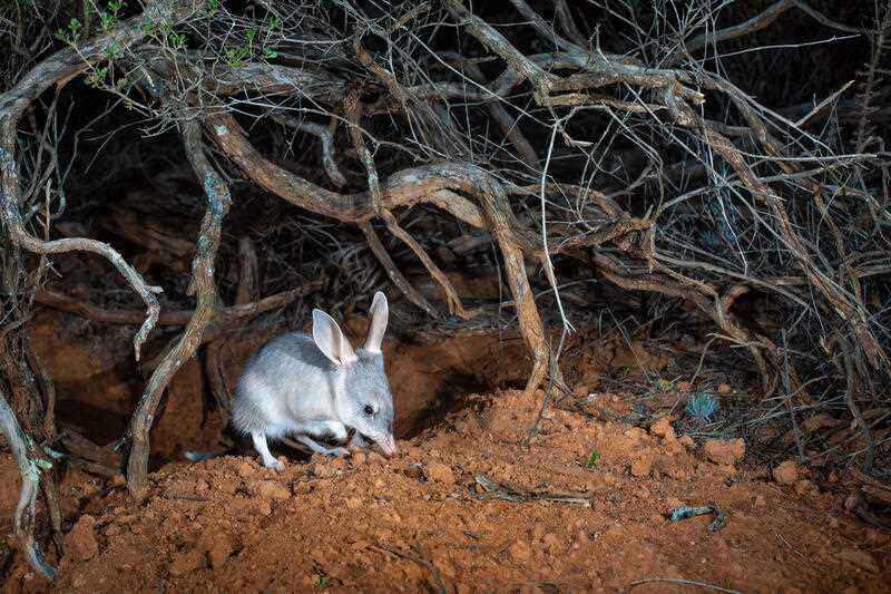 a bilby is seen emerging from a burrow within the breeding area in the Pilliga State Conservation Area, NSW