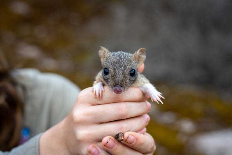 one of 40 brush-tailed bettongs released on South Australia's Yorke Peninsula in 2021