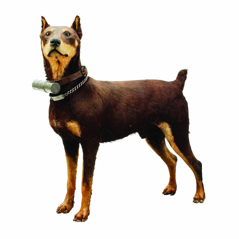 German black & tan Doberman messenger dog named ‘Roff’ _RELAWM04369 (1)