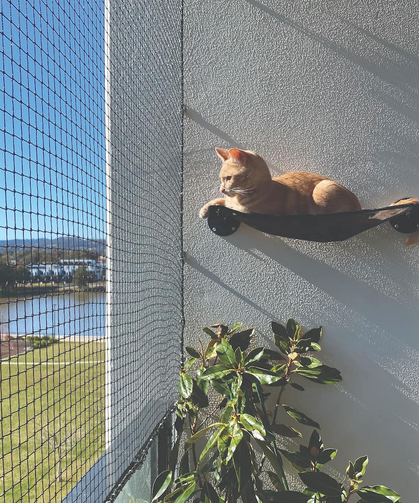 Purrfect Pens  Custom Cat Enclosures in Canberra & Region