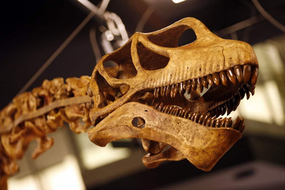 dinosaur teeth Queensland