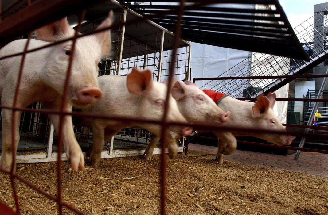 four piglets racing at the Royal Easter Show