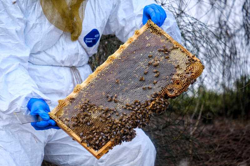 a Biosecurity officer is seen next to a beehive