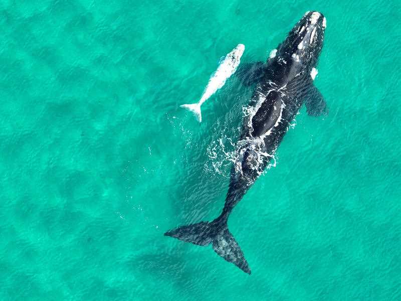 a southern right whale with rare 'white' calf spotted off the southern New South Wales coastline