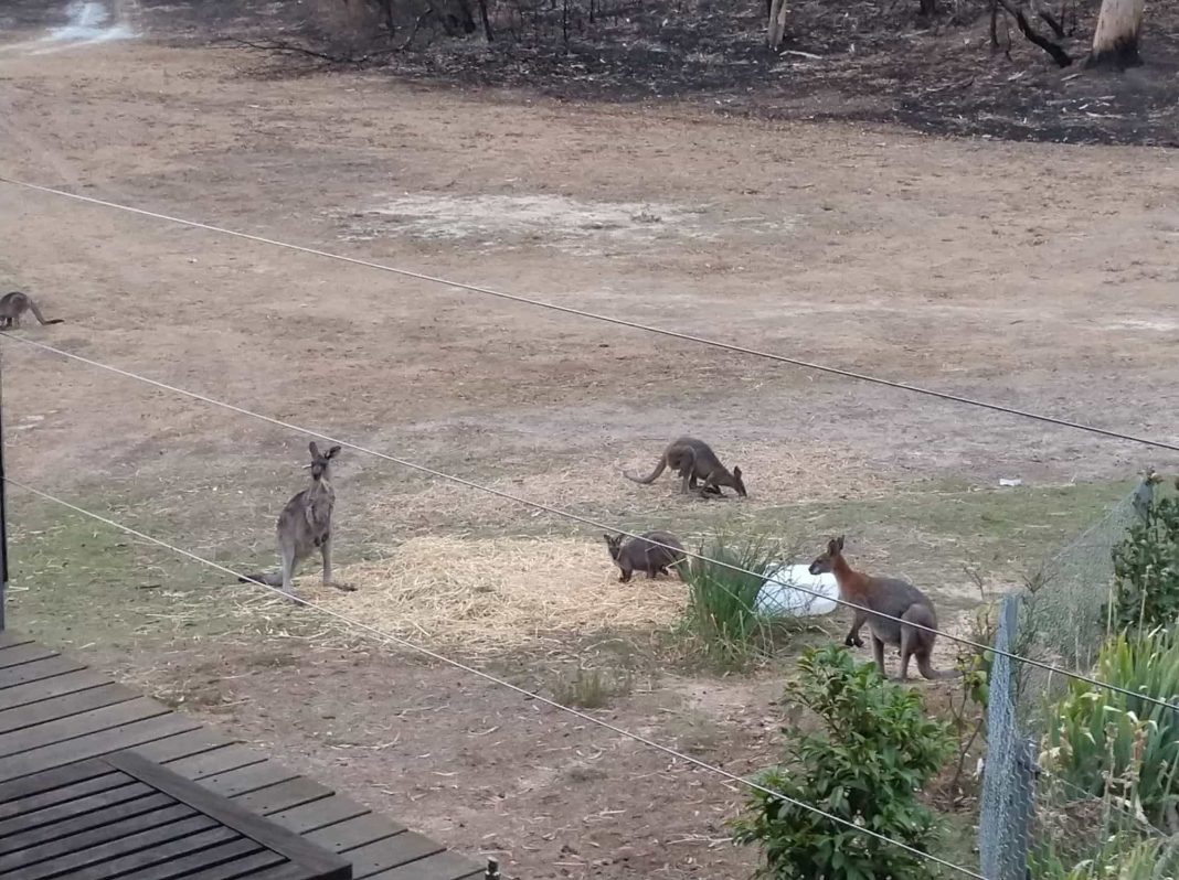 kangaroos eating hay beyond a suburban backyard