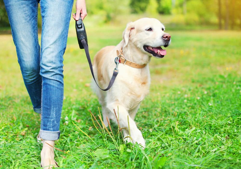 dog walking in the park