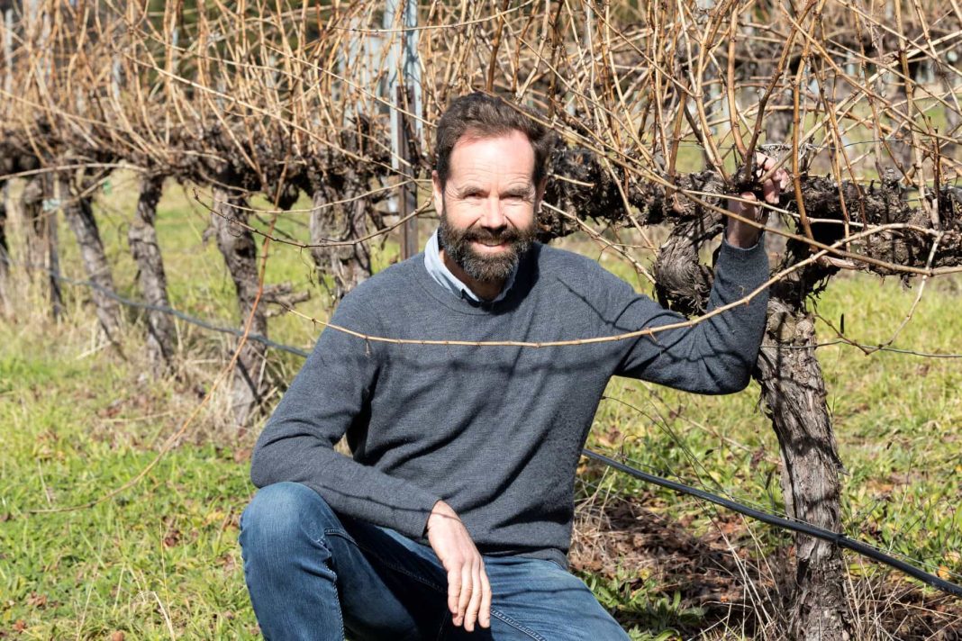 A male winemaker is seen in amongst rows of vines