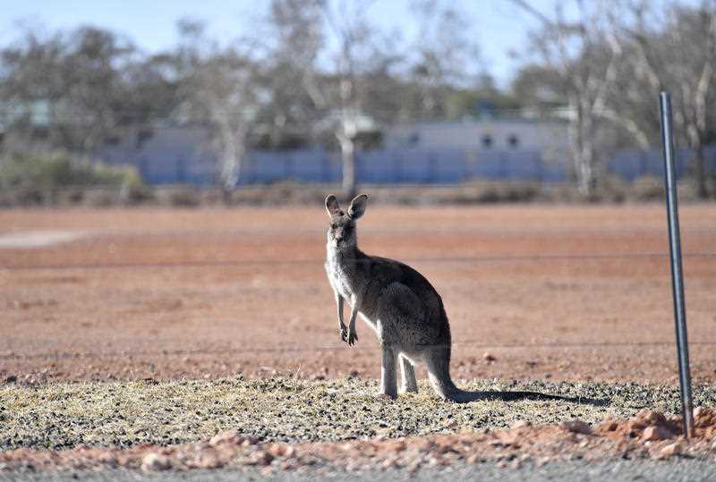 A kangaroo is seen in a paddock