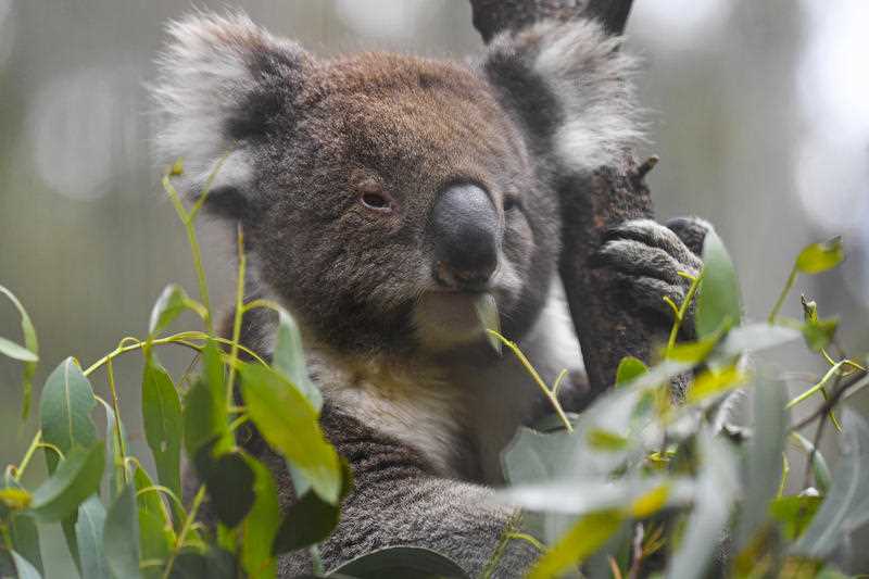 A koala is seen eating gum leaves at the Tidbinbilla Nature Reserve near Canberra