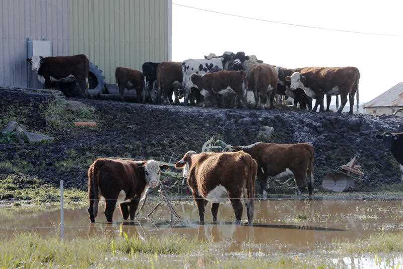 Cattle are seen in floodwaters on a farm in Millers Forest, NSW