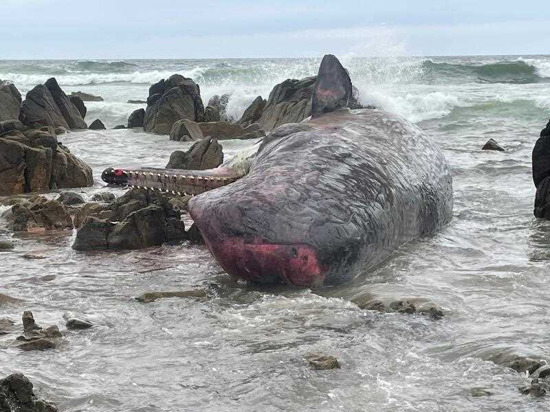 dead sperm whales have washed ashore on King Island, north of Tasmania
