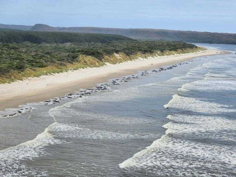 a mass stranding of whales near Macquarie Heads north of Tasmania. More whales have been stranded on Tasmania's west coast, just days after King Island had dead sperm whales wash ashore