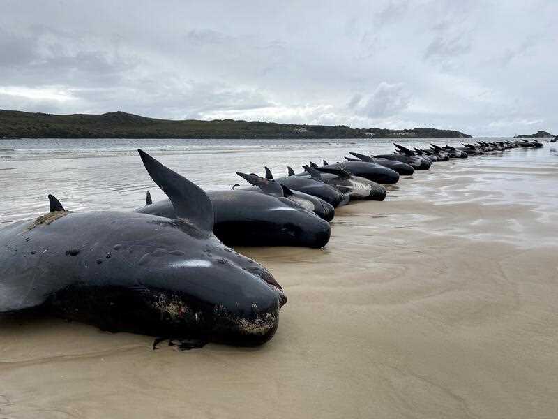 a long line of dead pilot whales prior to removal on Ocean Beach in Tasmania