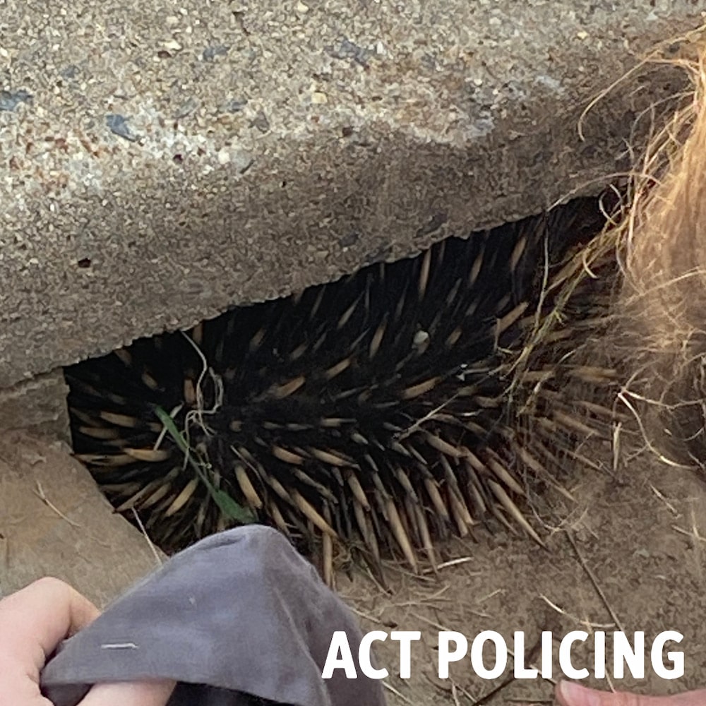 Police found volunteers trying to rescue this echidna, stuck in a drain. Photo: ACT Policing