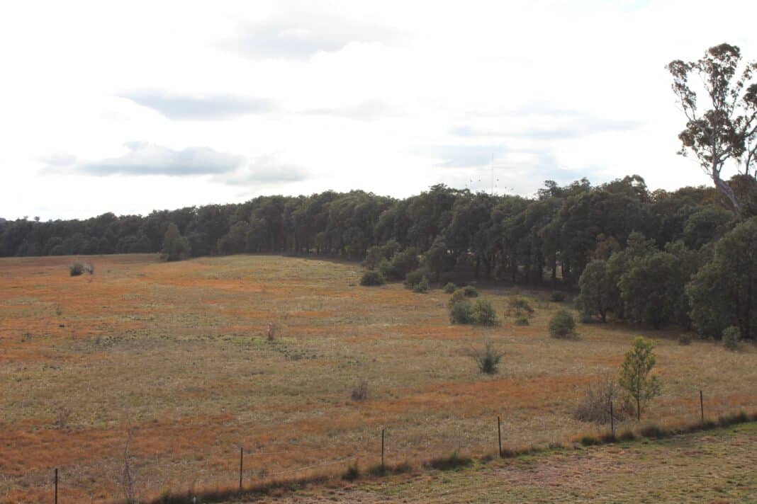The critically endangered Lawson North grasslands is the site of a proposed Defence Housing Australia development. File photo (2020).