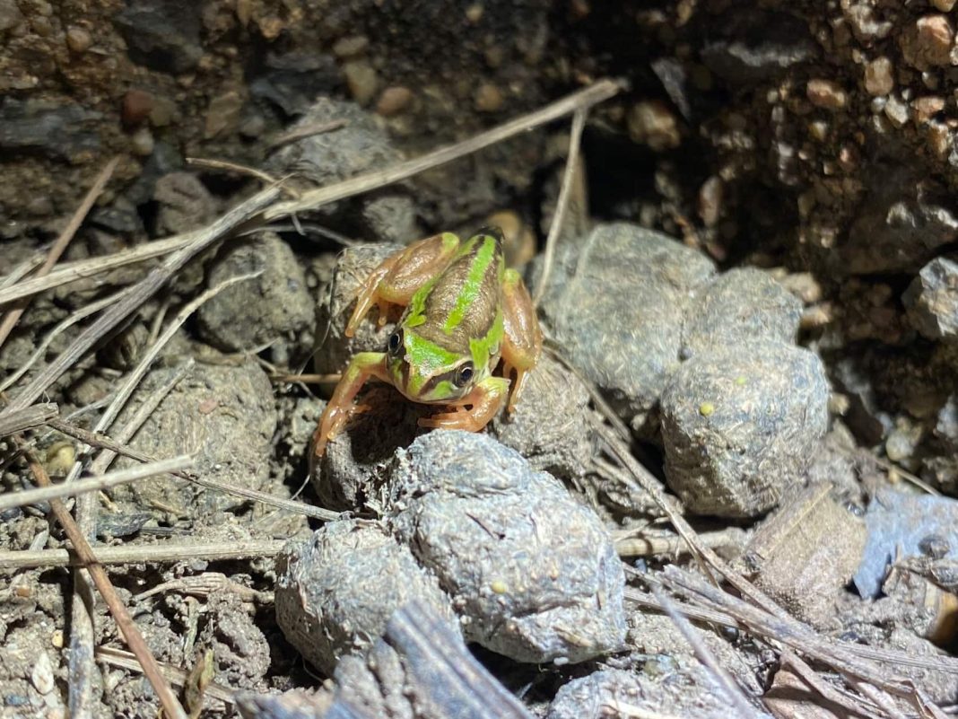 Tiny green and yellow frog seen in its natural environment