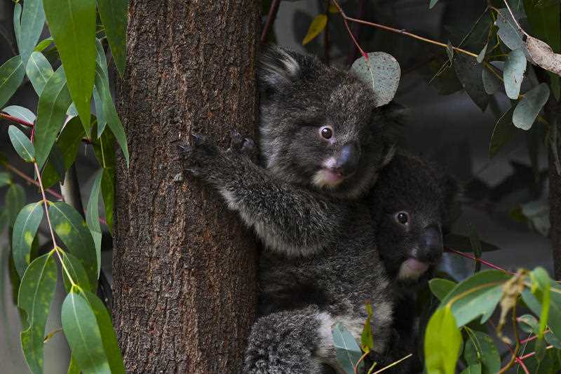 Two koala cubs are seen at the Tidbinbilla Nature Reserve near Canberra, Tuesday, November 24, 2020