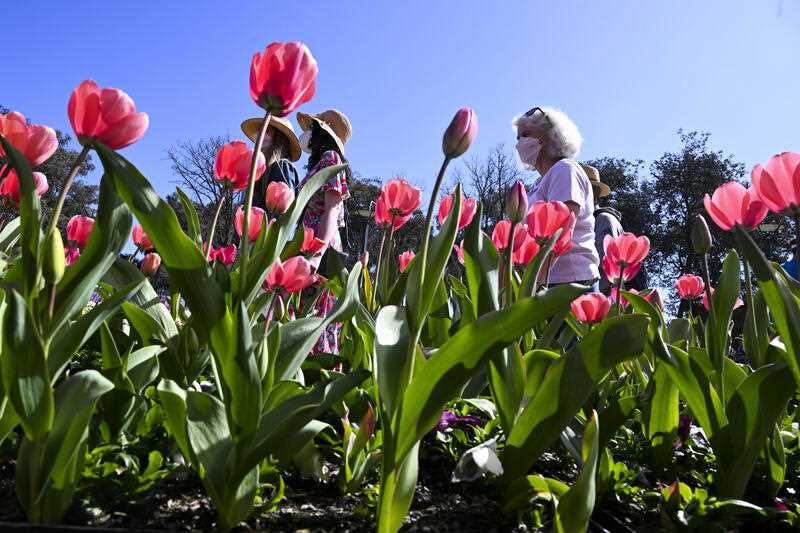 people walk past tulips in Commonwealth Park Canberra as part of the annual month-long spring flower festival