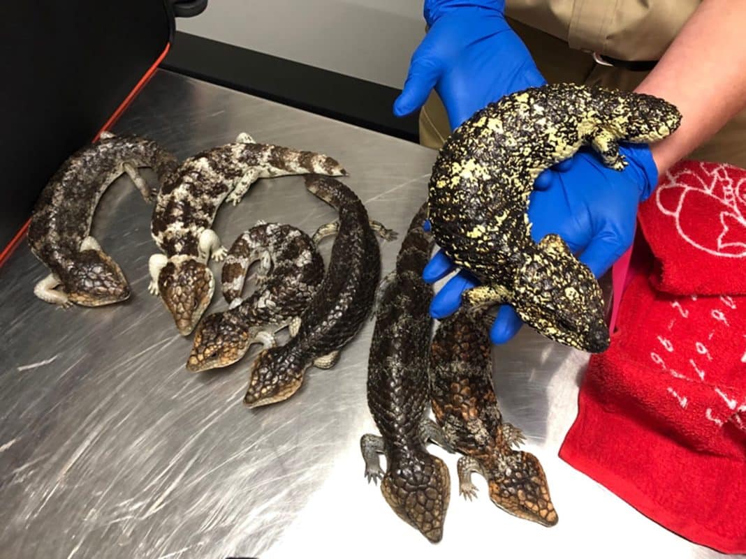 Native lizards seized by Border Force at Perth Airport. Photo: AAP; image supplied, ABF.