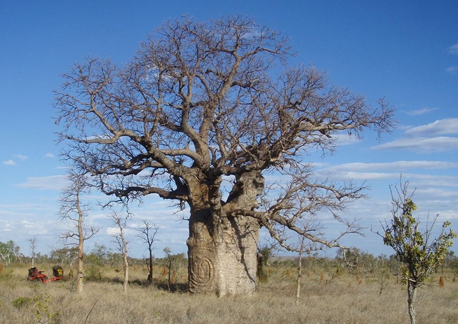 Large boab tree with coiled snake carving, northern Tanami Desert