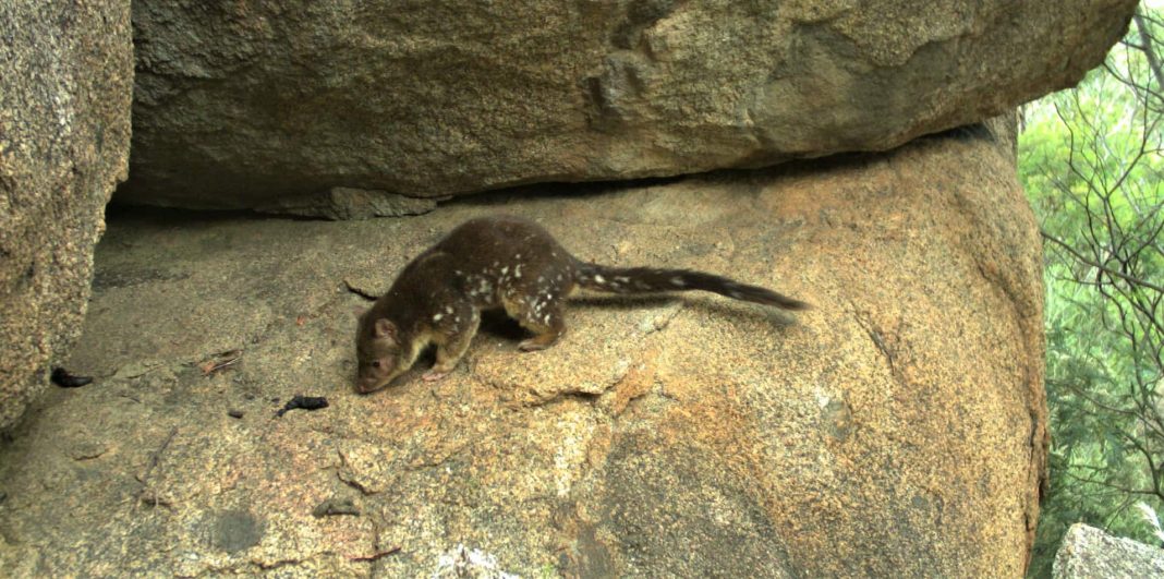 Spotted-tailed quoll checking out scat and urine messages on a rocky ledge