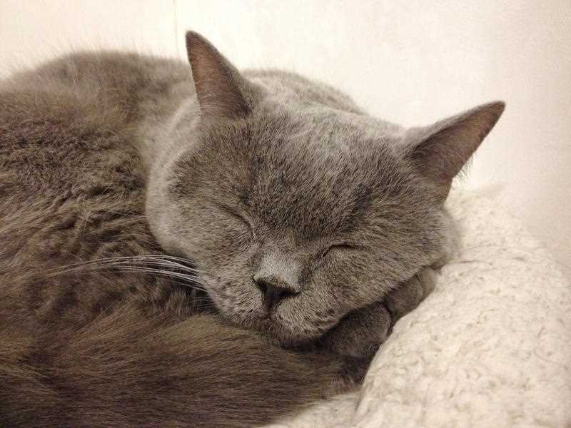 A grey cat sleeping on a white pillow