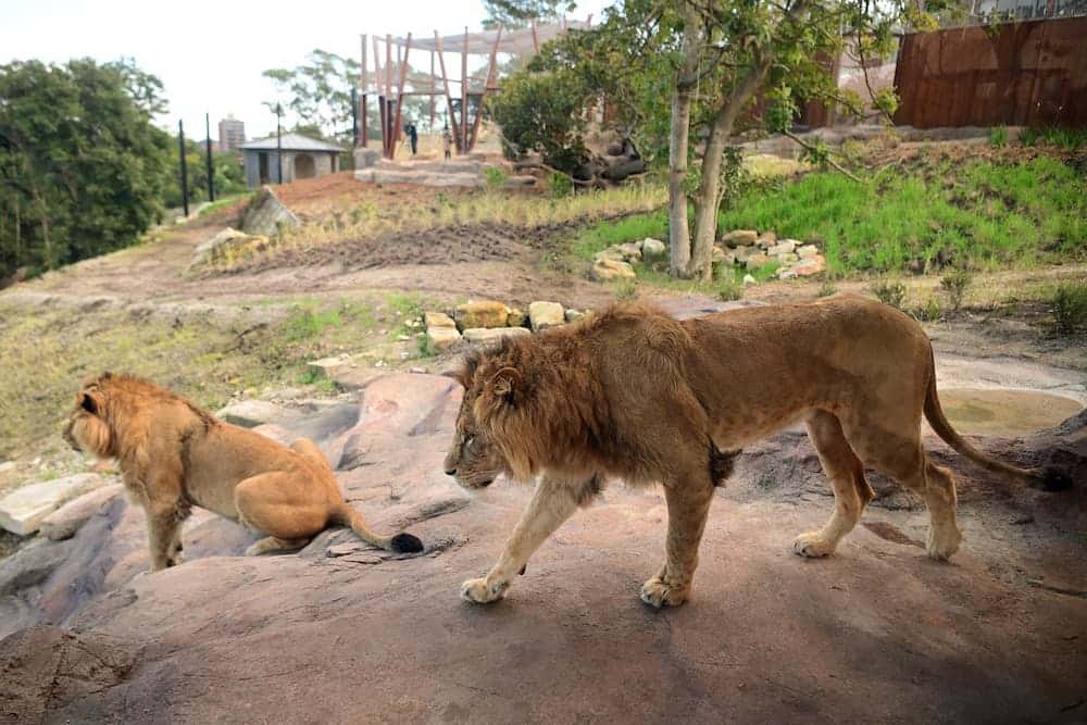 lions Taronga Zoo
