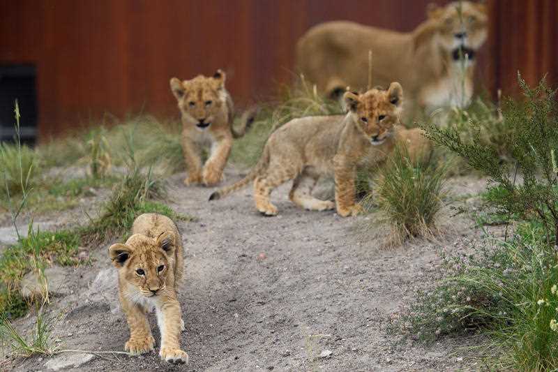 12 week old lion cubs and mum Maya are seen at Taronga Zoo, in Sydney, Thursday, November 4, 2021. Taronga Zoo’s five Lion Cubs have made their public debut at the Zoo’s African Savannah enclosure.