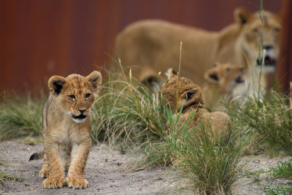 lions escape Taronga Zoo