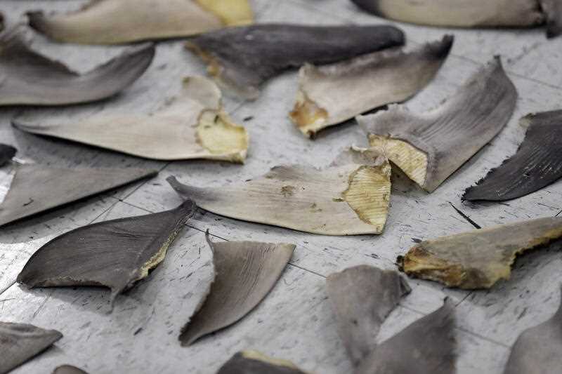 Confiscated shark fins are shown during a news conference in Florida in 2020