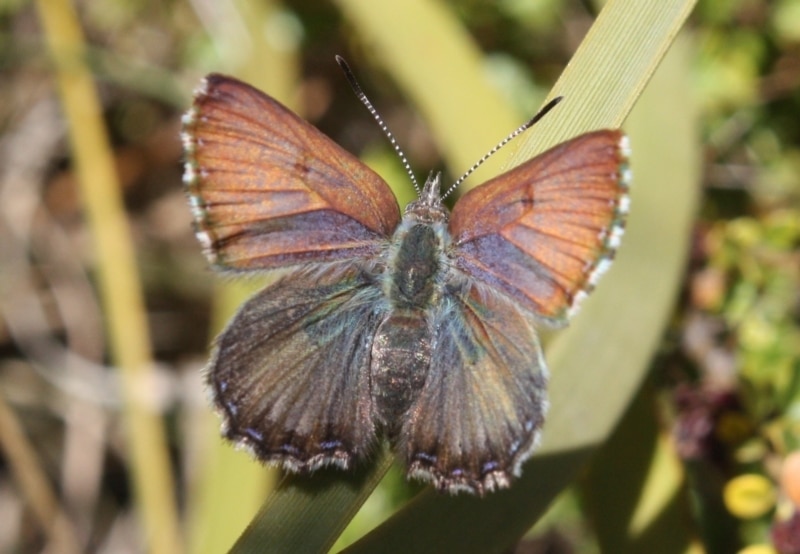 The purple copper butterfly. Photo: Canberra Nature Map