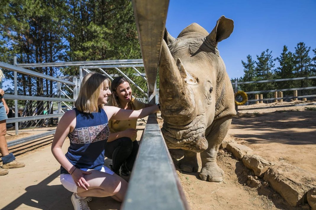 two people feeding a rhino at the National Zoo in Canberra