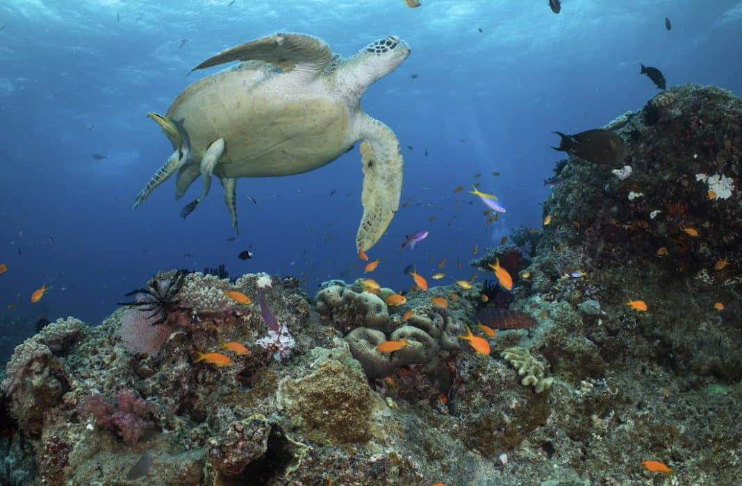 Great Barrier Reef in-danger listing