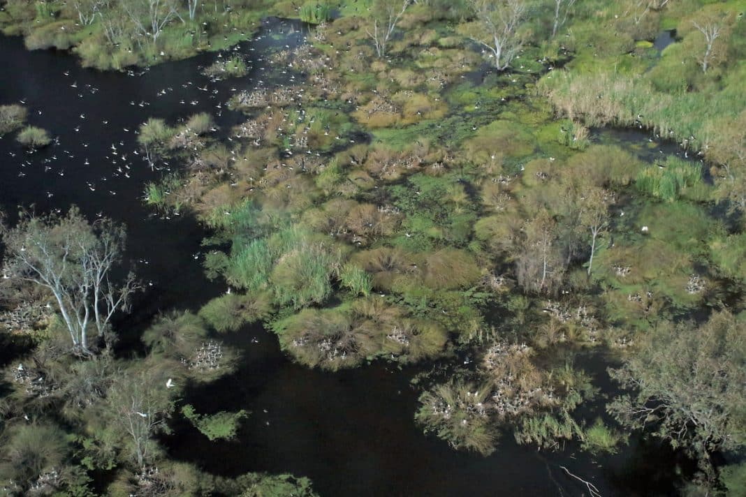 birdlife after floods