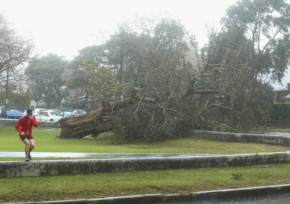 A road is closed after a large tree falls across a park