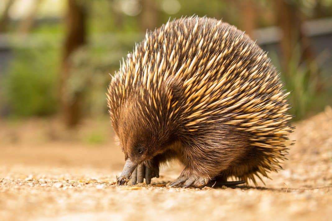 echidnas