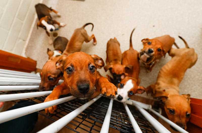Puppies are seen at the The Lost Dogs’ Home, in Melbourne