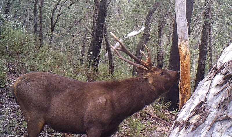A wild deer rubbing a tree and causing damage in bushland in Victoria