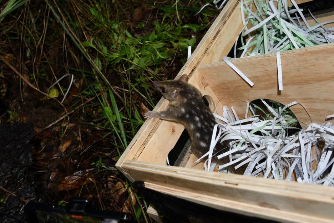 quoll