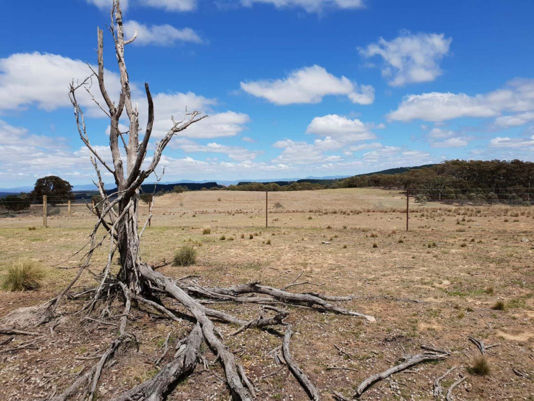 dead gum tree on degraded farmland