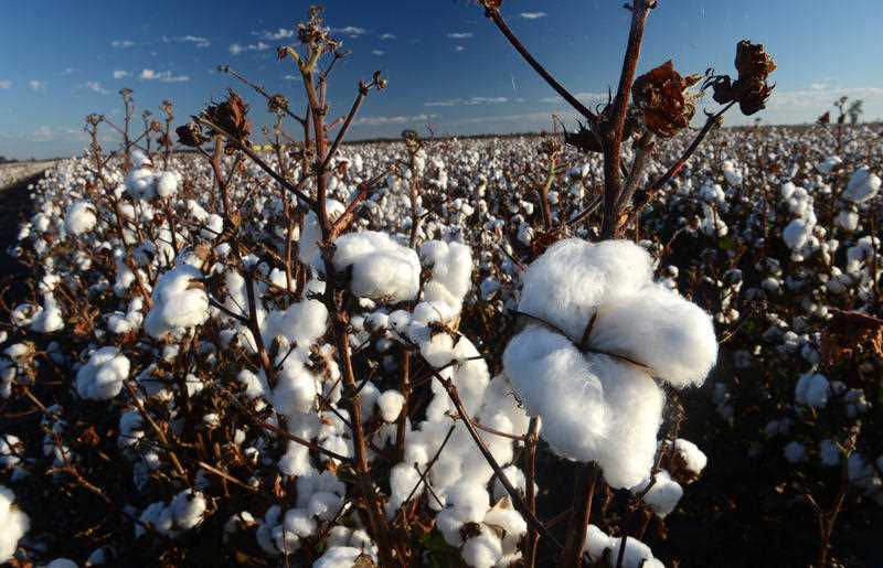 A cotton crop grows ready for harvest on a farm in Australia
