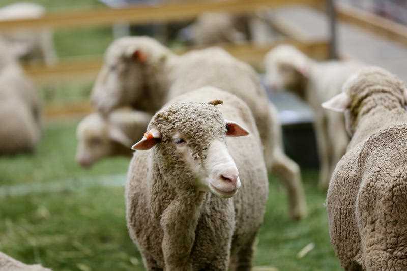 sheep are seen in an enclosure