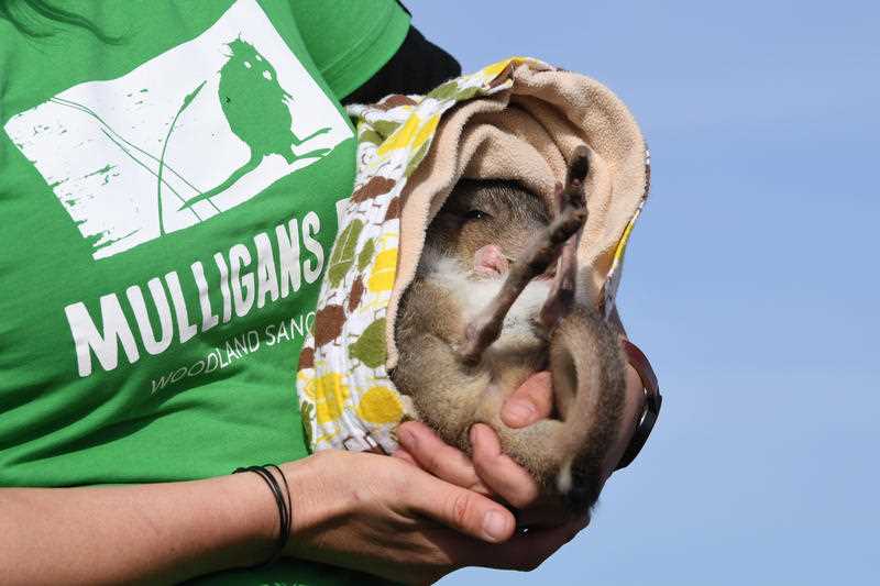 A sleeping Eastern bettong in a cloth pouch being held by person in a green Mulligans Flat t-shirt
